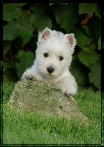 Babes Welpen 030. 1