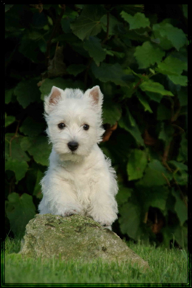 Babes Welpen 037. i
