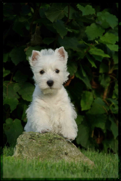 Babes Welpen 039. i
