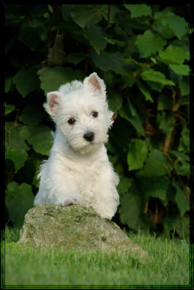Babes Welpen 040. i