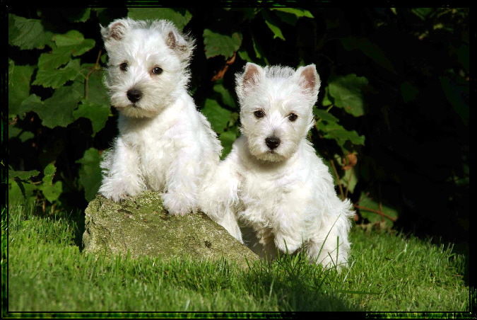 Babes Welpen 045. i02
