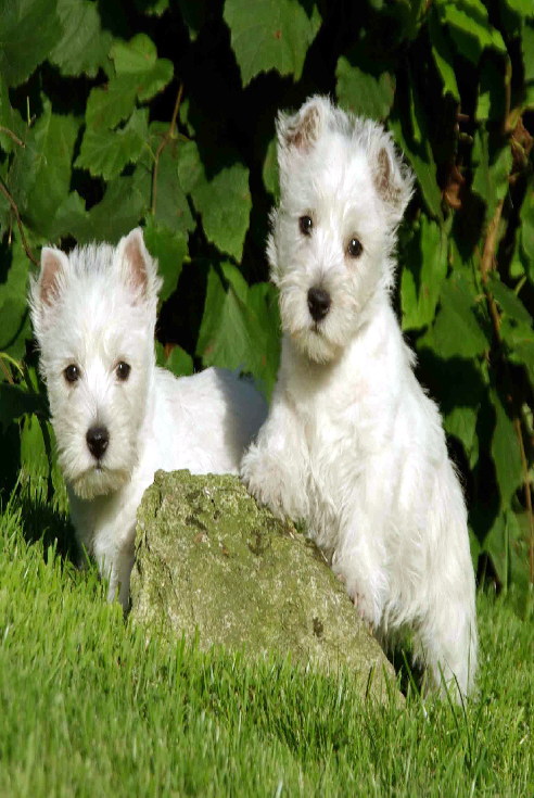 Babes Welpen 052. i