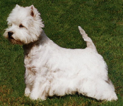 Westie