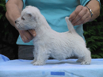 Hndin Babe und Mirch 22.7.2008 051 i