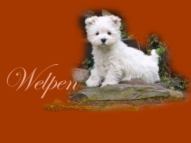 Welpen.jpgseite02