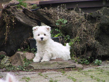 Welpen Sahra 20.4.08 002 i