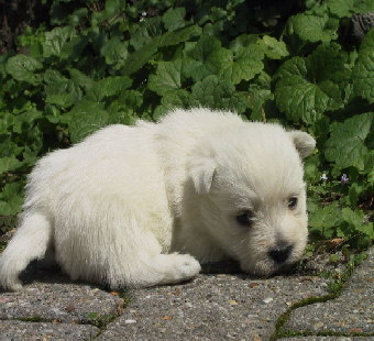 Westie 3 Wo drau gut