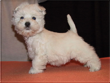 Westie We 8.12.07MitchBaberahmen