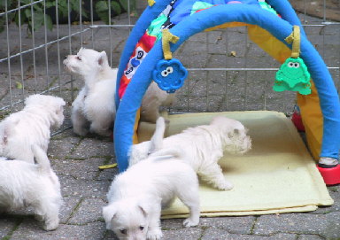 Westie Welpen 5 Wochen drauen