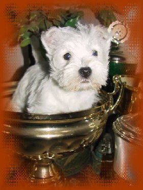 westiepokal