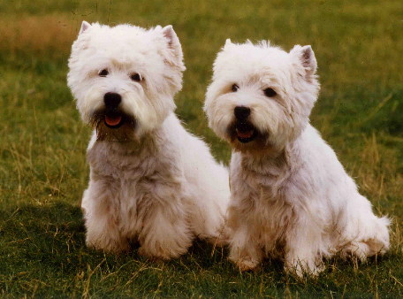 Westie