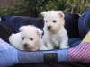 Westie Welpen 3 Wochen 