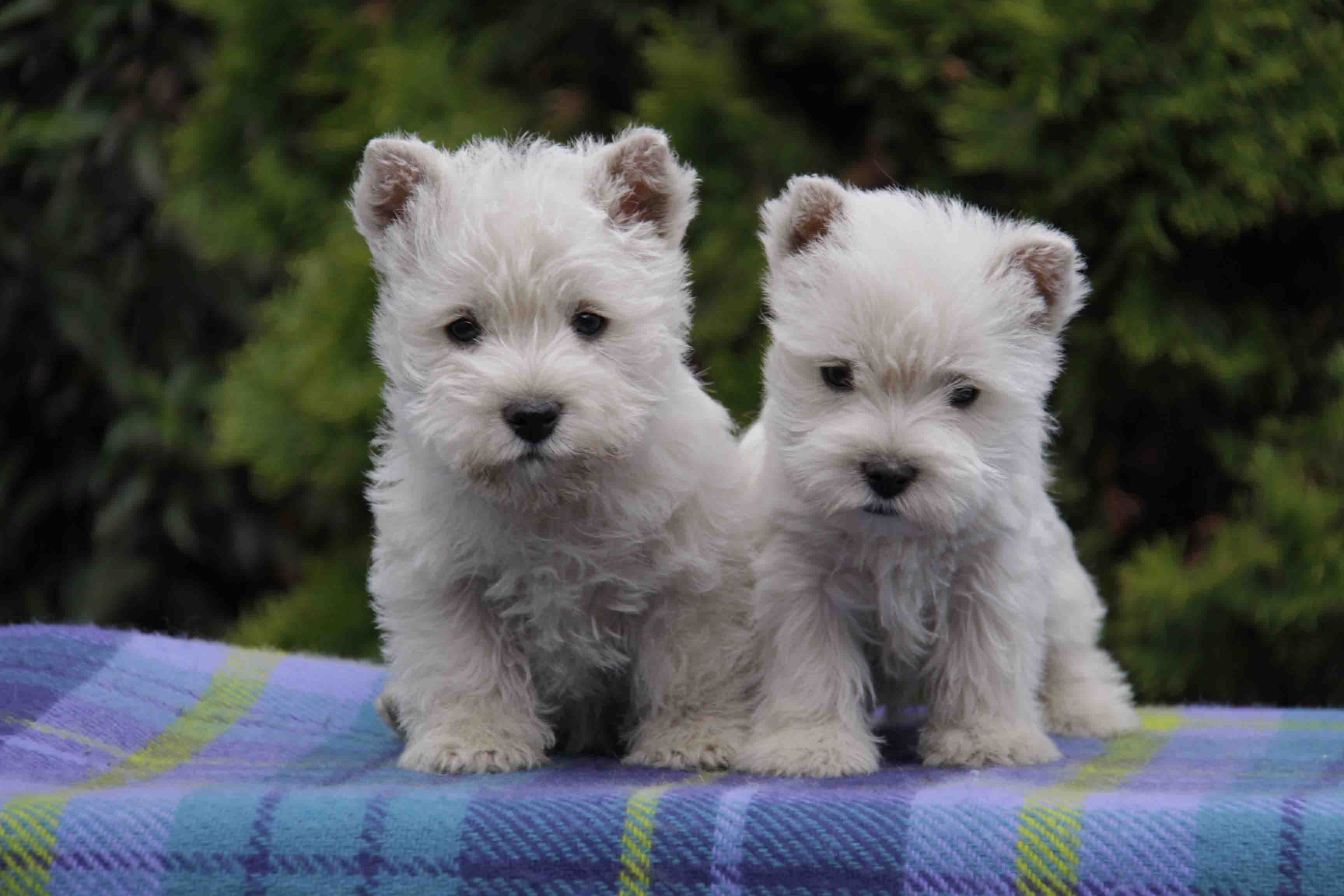 links Rde rechts Hndin i