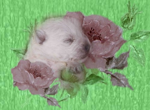 rose05