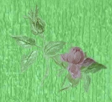 rose202
