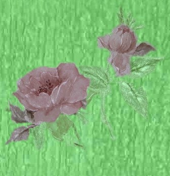 rose302