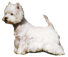 westietransparent